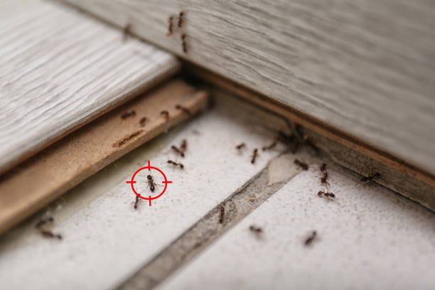 Best Affordable Pest Control Services  in Massanetta Springs, VA