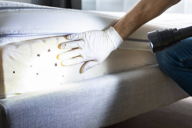 Best Pest Control Near Me in Massanetta Springs, VA
