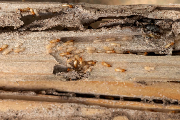 Best Bed Bug Extermination  in Massanetta Springs, VA